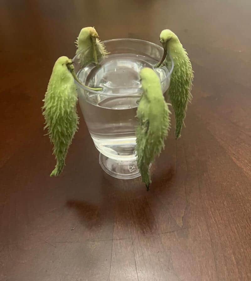 Four green parakeets hanging onto a glass of water on a wooden table.