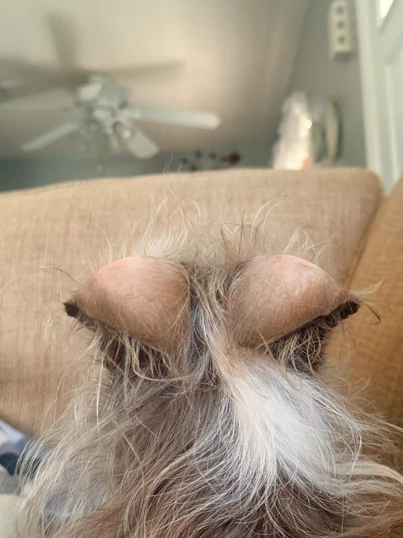 Close-up of a dog's head with ears folded back, showing the top of the head and fur.