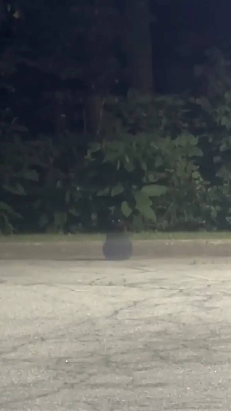 A dark, blurry image of a tree and some bushes at night.