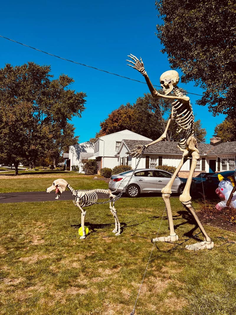 A life-size skeleton on a lawn waving with a string attached in a suburban yard, decorative bones on.