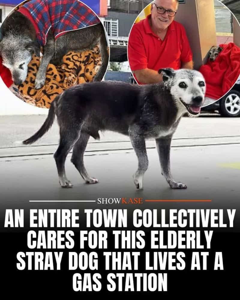 Elderly stray dog at gas station with inset of dog sleeping with a cat and a man smiling.