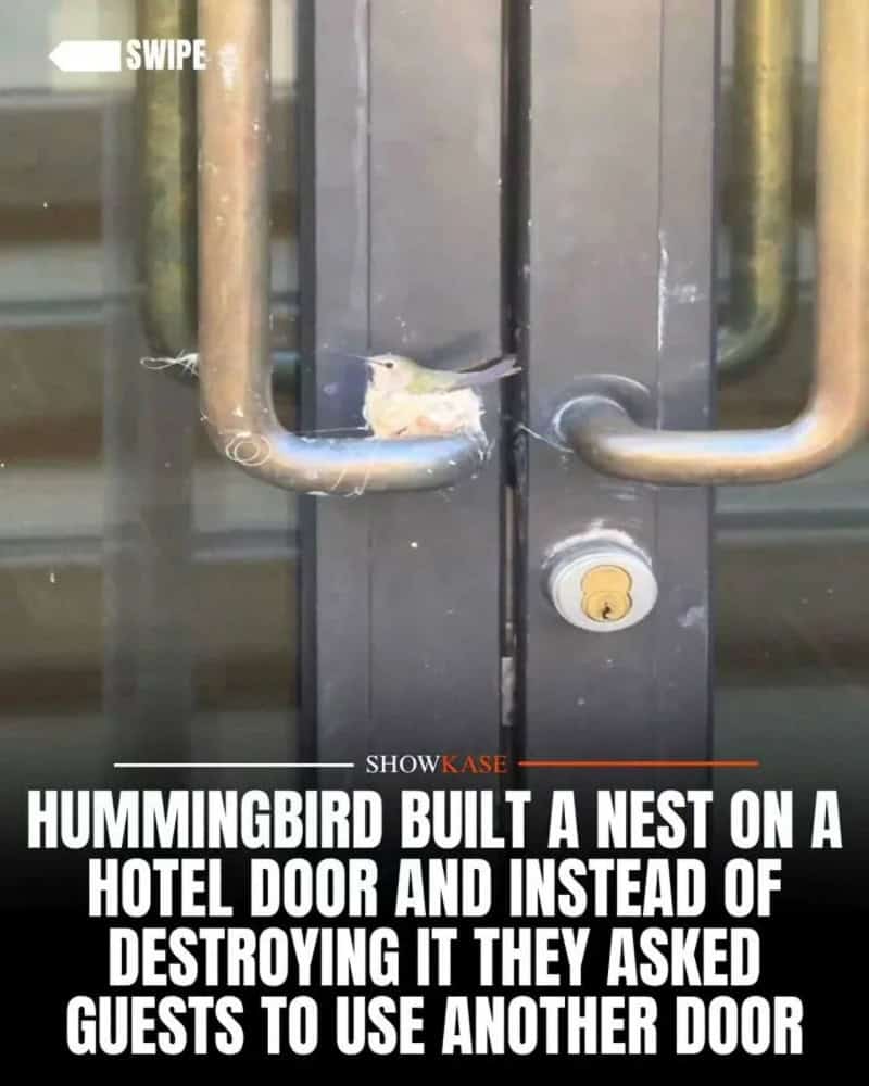 Hummingbird built a nest on a hotel door, guests asked to use another door.