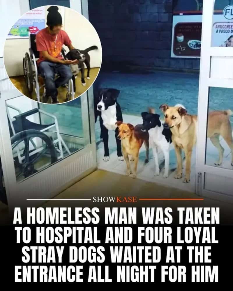 Homeless man with four stray dogs waiting outside a hospital entrance at night.