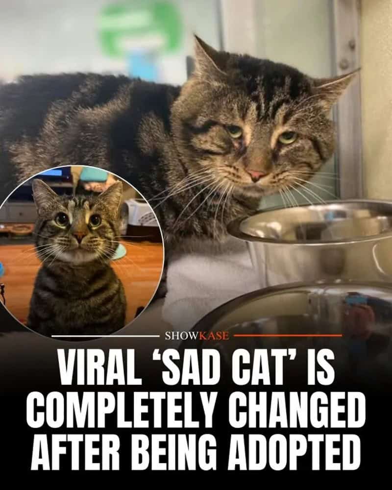 Sad cat with a smaller image of the same cat, showing a change after adoption.