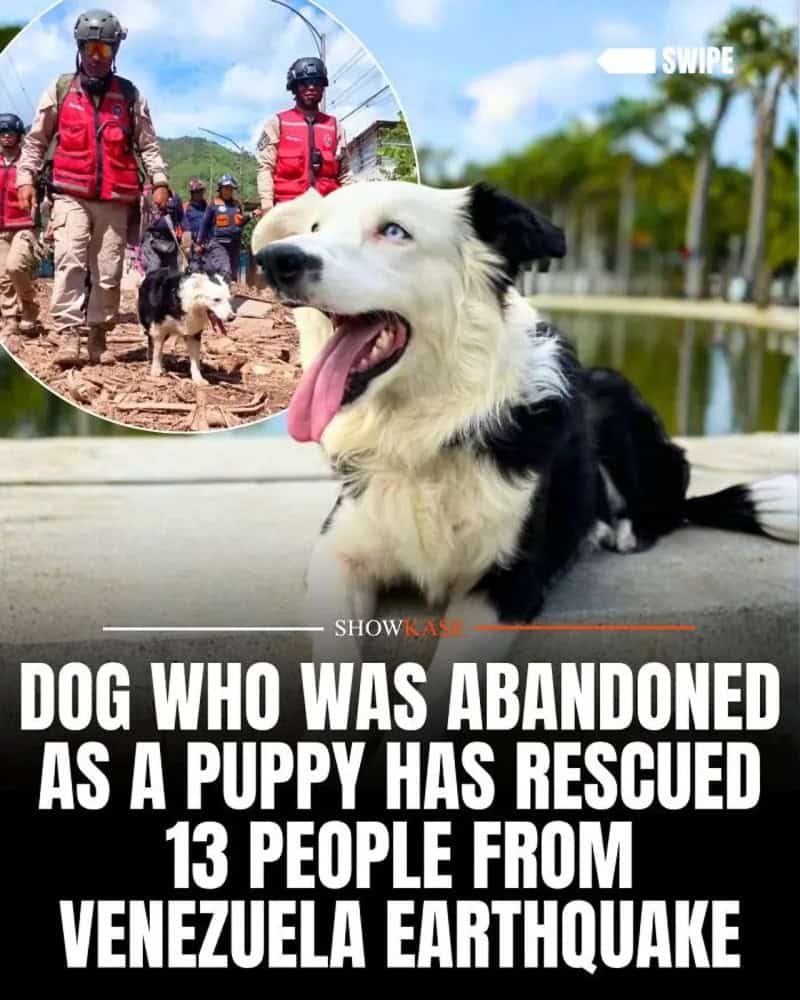 Dog rescued from Venezuela earthquake with 13 people, shown with rescue team and other dogs.