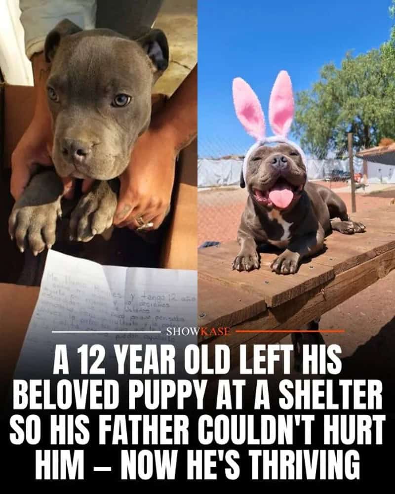 A puppy with a serious expression and a dog with bunny ears and a happy face.