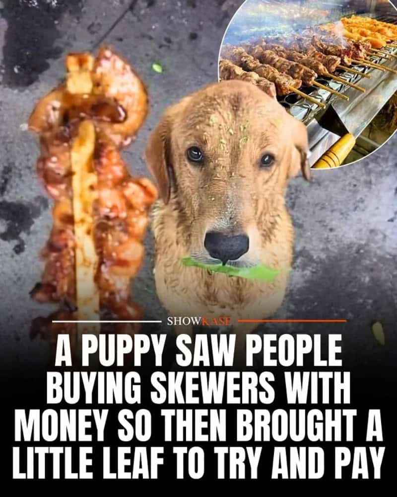 A puppy with a leaf in its mouth, with skewers of meat in the background.