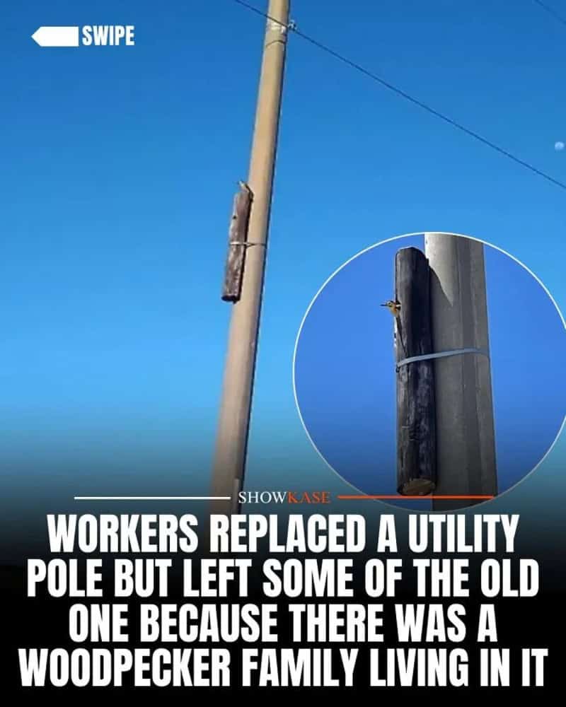 Utility pole replaced, old pole left with woodpecker family living in it.