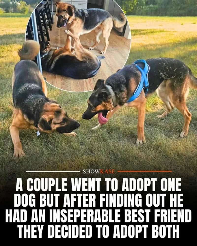 Two dogs playing outside, one with a blue harness, and a photo of two dogs playing inside.