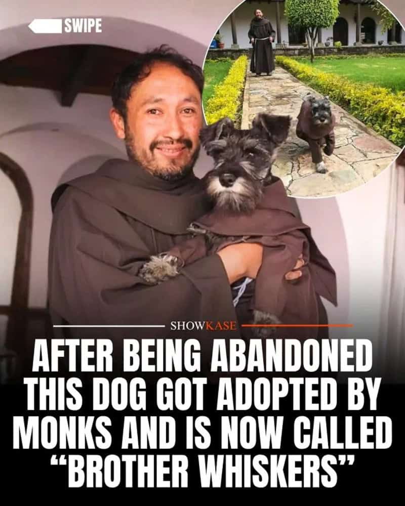 Man holding dog with text about dog adoption and monks, showkaseofficial.