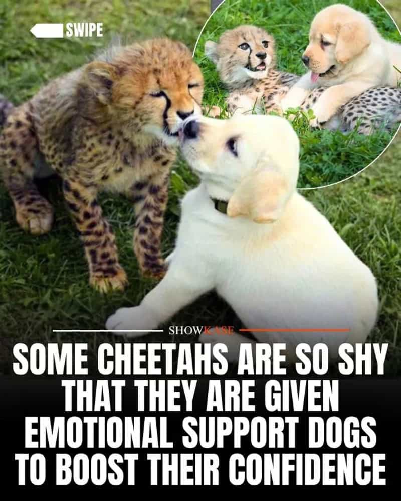 Cute puppies and lion cubs with text about cheetahs and emotional support dogs.