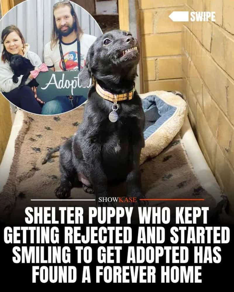 Shelter puppy who kept getting rejected and started smiling to get adopted has found a forever home.
