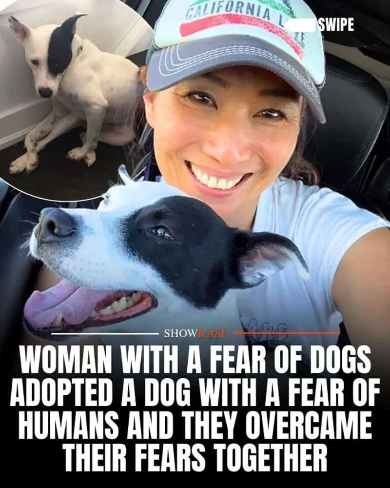 Woman with two dogs, one black and white, smiling in a car, with a small dog in the background.