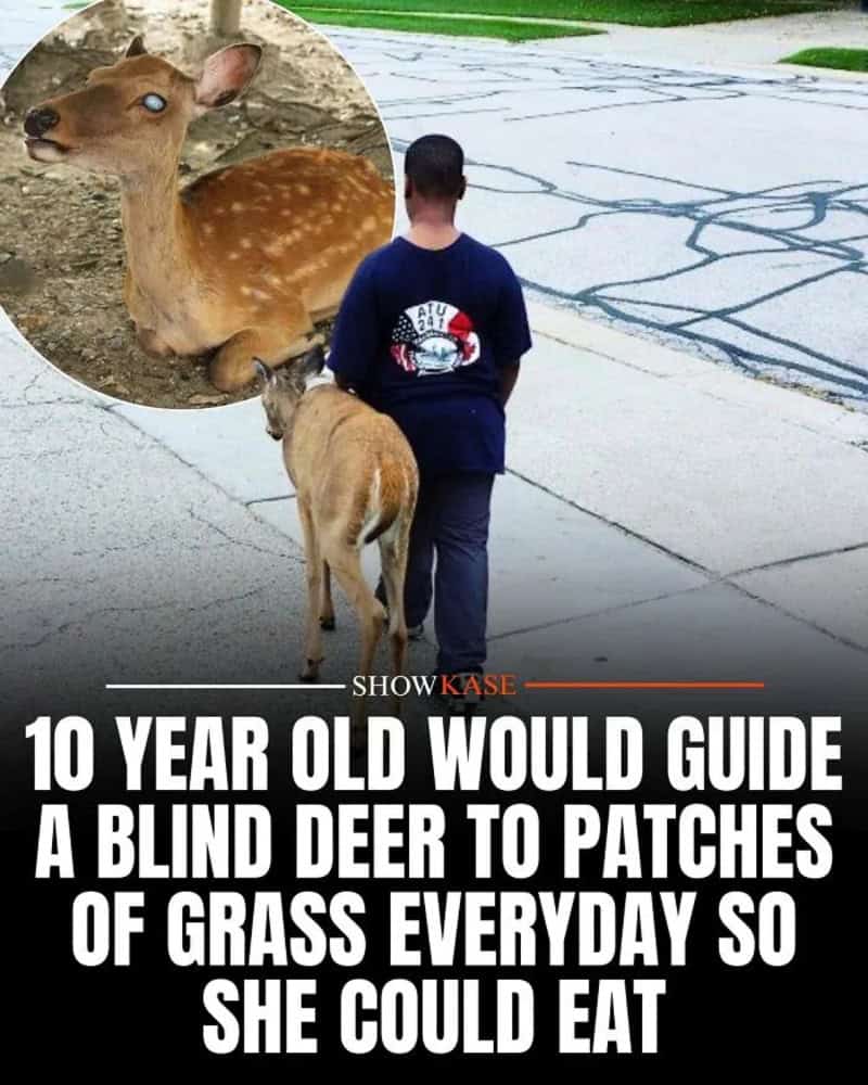 A boy guides a blind deer to patches of grass for eating.