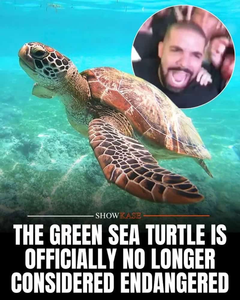 Green sea turtle swimming underwater with a man making a funny face in a circle.