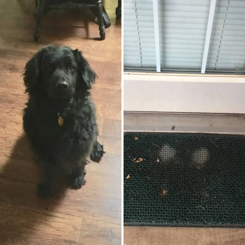 Black dog sitting on wooden floor next to a door mat with paw prints.