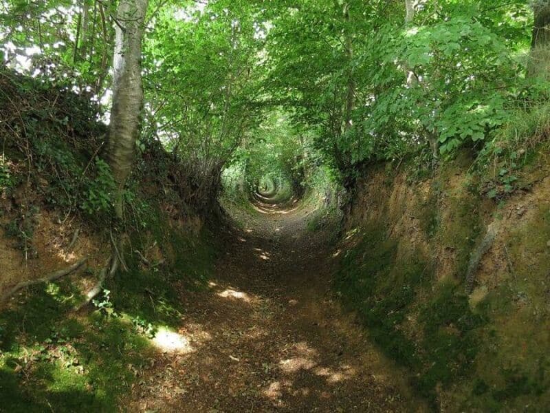 A forest path with trees and green foliage, creating a tunnel effect.