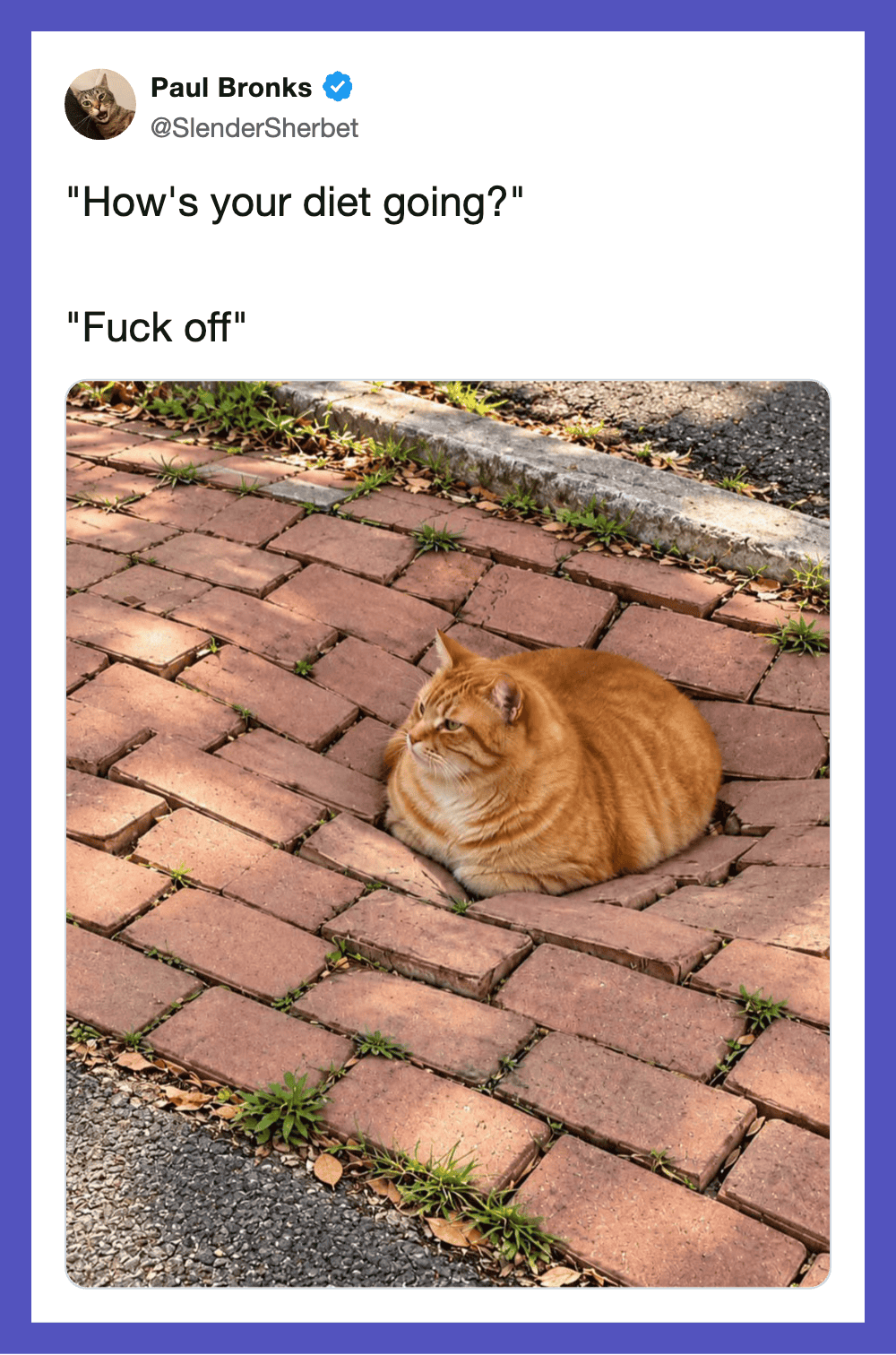 Funny cat sitting on brick sidewalk with humorous dialogue about dieting.