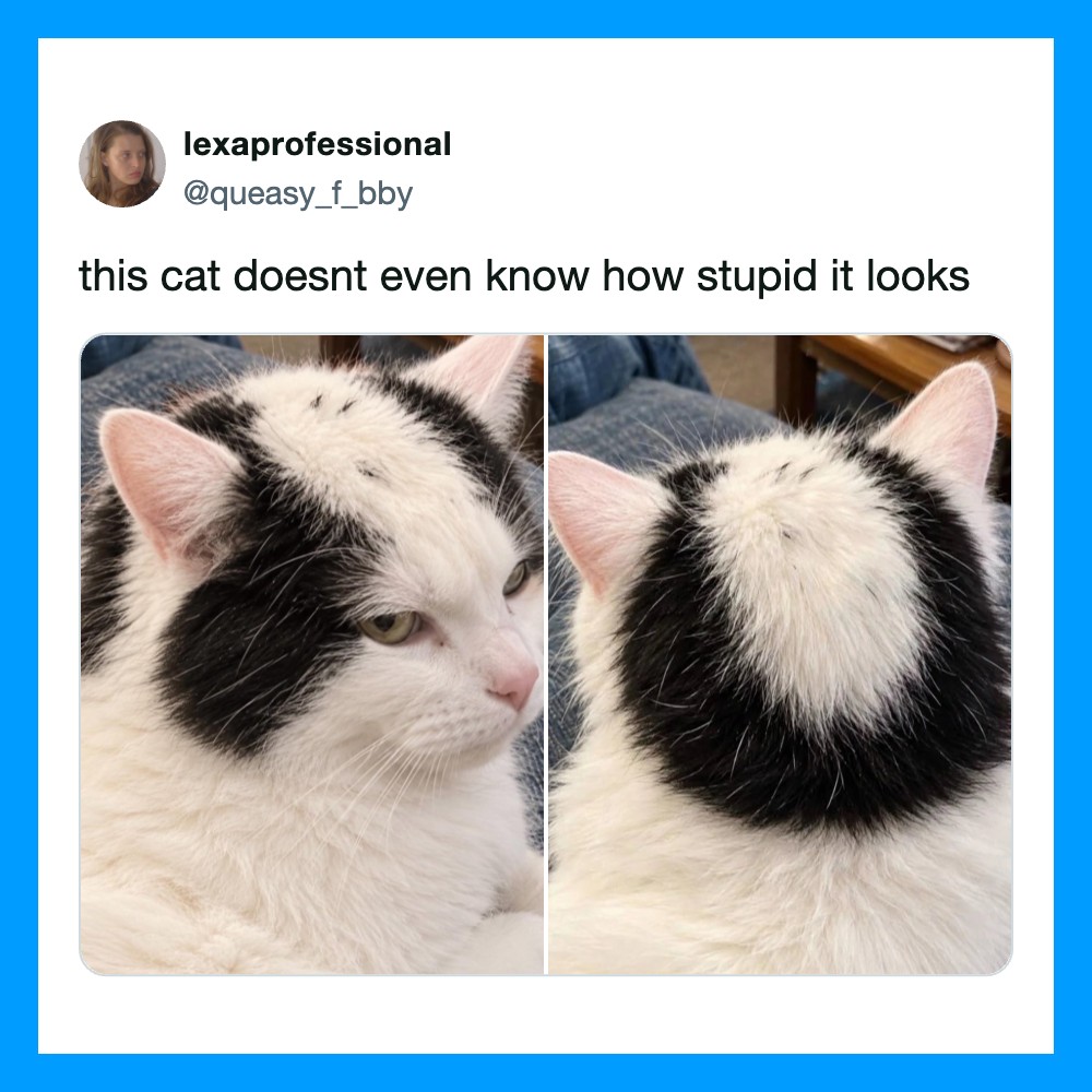 This cat doesnt even know how stupid it looks.