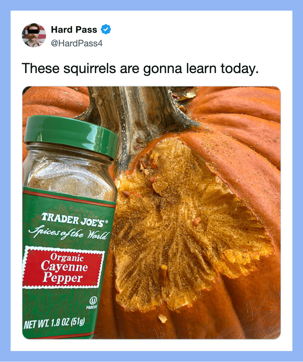 These squirrels are gonna learn today. Jar of Trader Joe's Organic Cayenne Pepper beside a pumpkin.