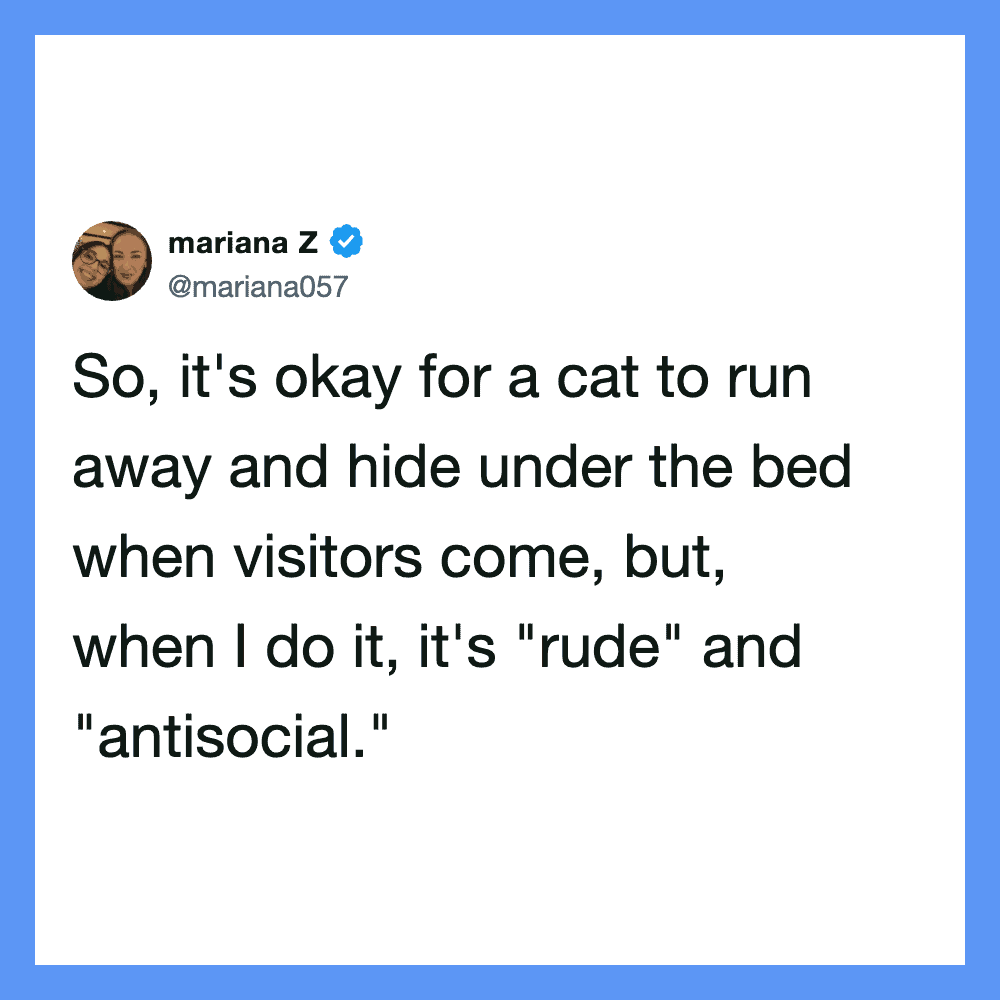 Mariana Z's tweet about cats running away and hiding under the bed.