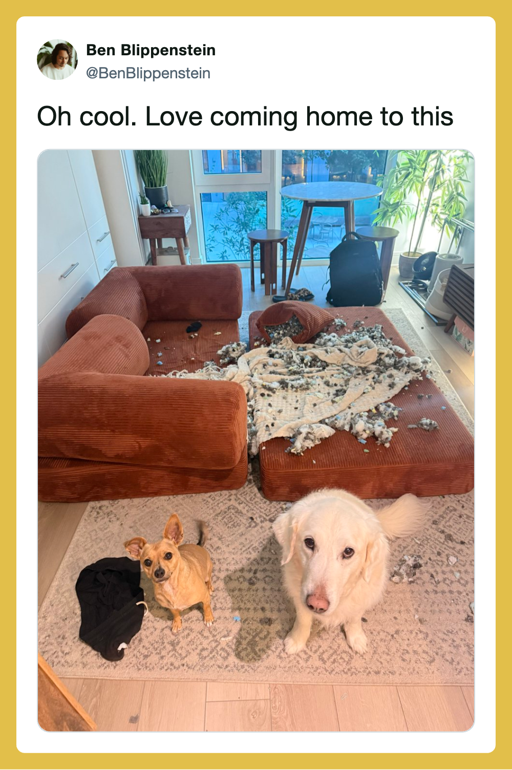 Two dogs in a messy living room with torn-up furniture and a broken blanket.