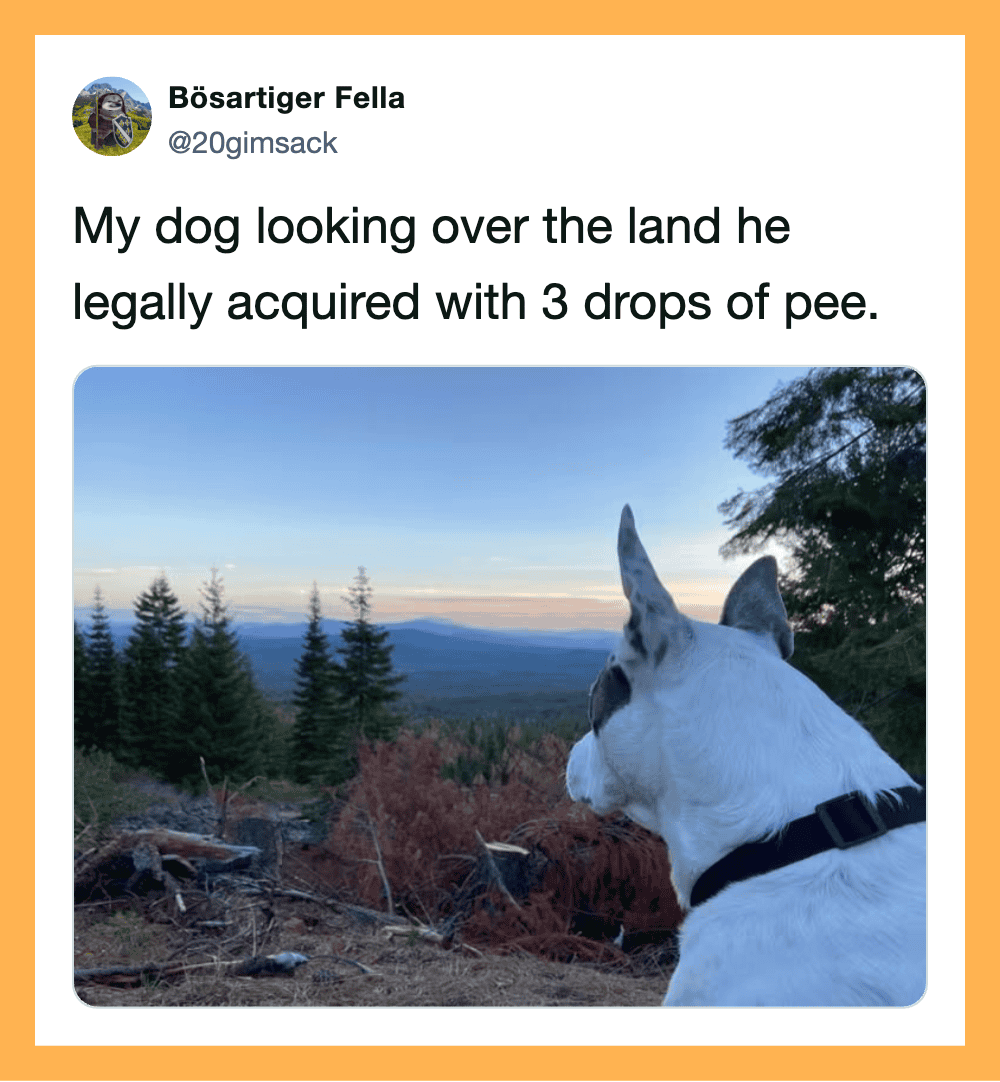 Dog looking over land with a scenic view, caption about legal land acquisition with pee.
