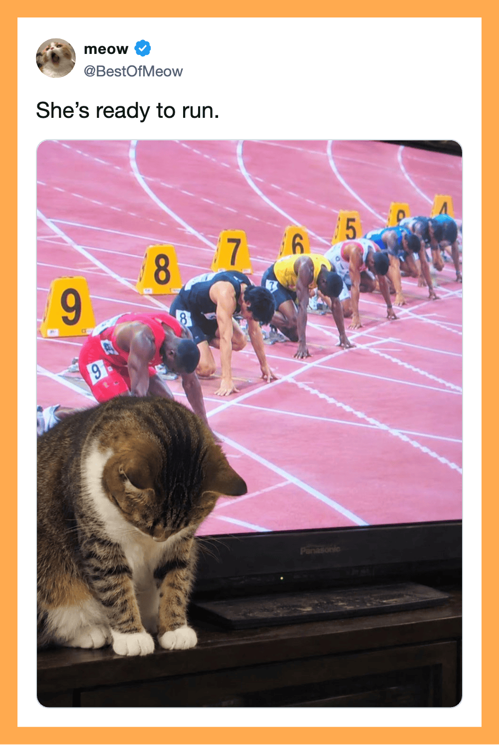 A cat sitting in front of a TV showing a race with runners at the starting line.