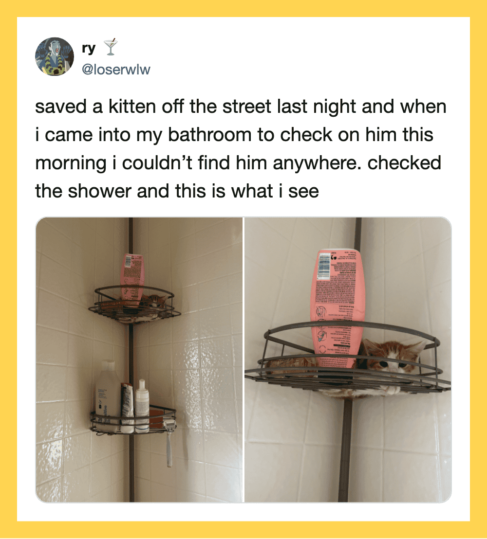 Kitten saved on shower shelf, looking out from behind a shampoo bottle.