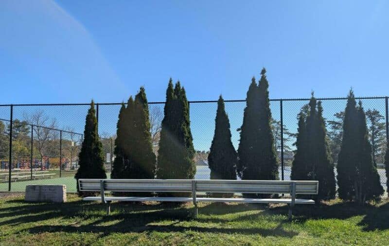 Benches placed in front of tall, narrow trees with a fence and blue sky.