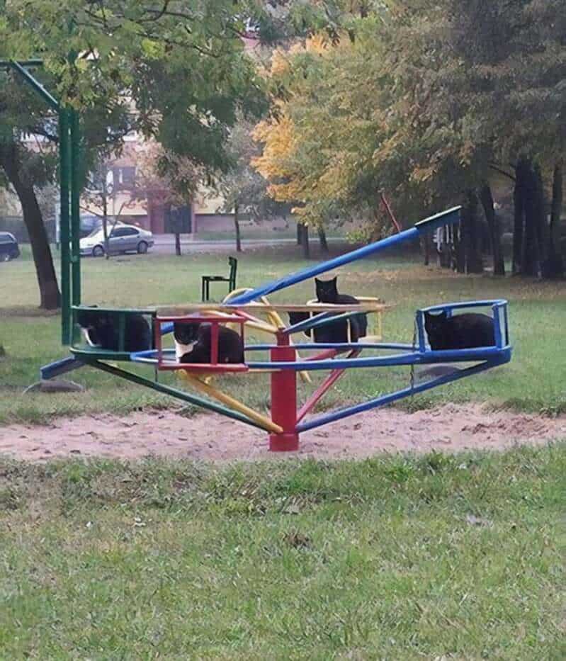 Colorful merry-go-round with two black cats sitting on it in a park.