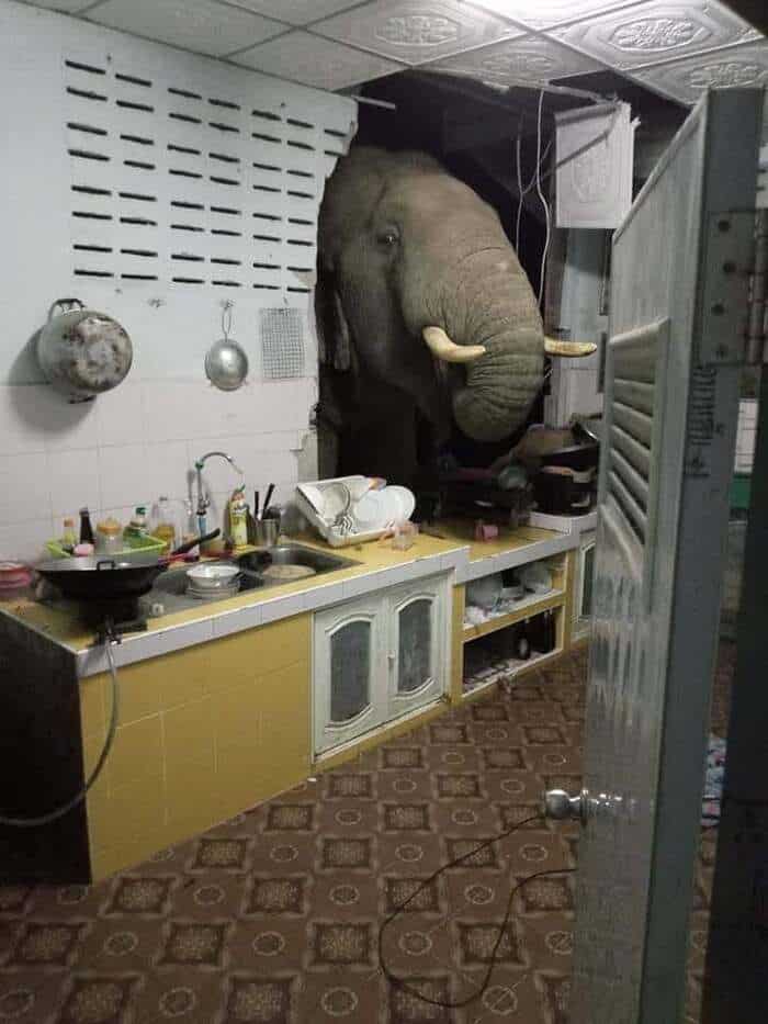 Elephant's head peeking through a kitchen doorway, with a surprised look.