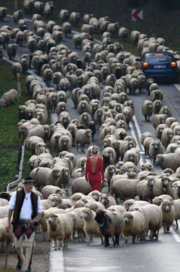 A woman in a red dress walks among a large flock of sheep on a road.