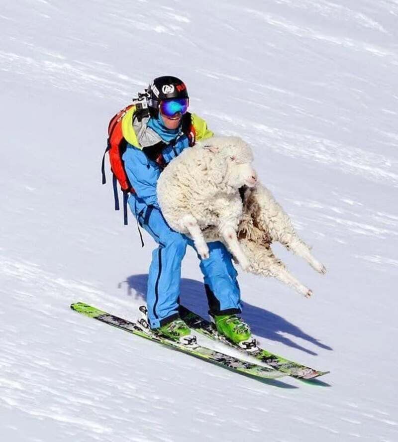 Skier carrying a sheep on skis in snowy landscape, humorous scene.