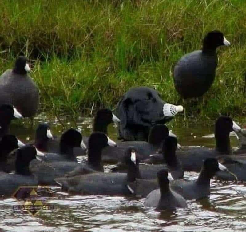 A group of ducks with a pig in the water, some ducks wearing white masks, one duck with a white nose.