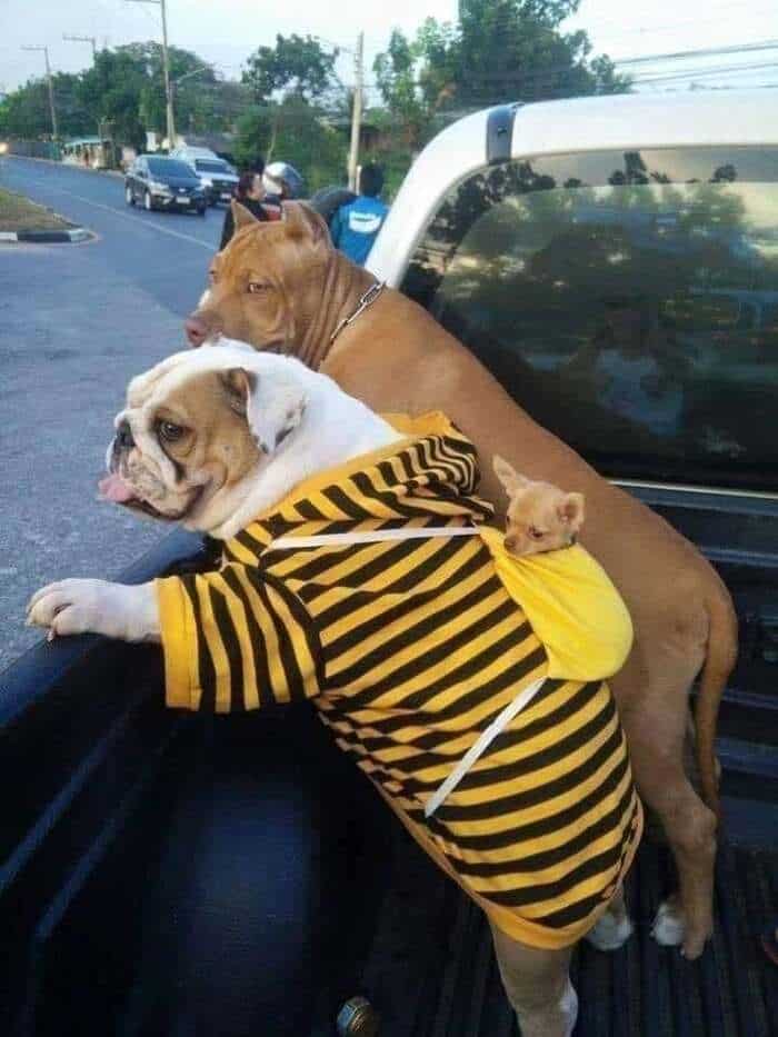 Two dogs, one in a yellow and black striped hoodie, leaning on a truck bed.