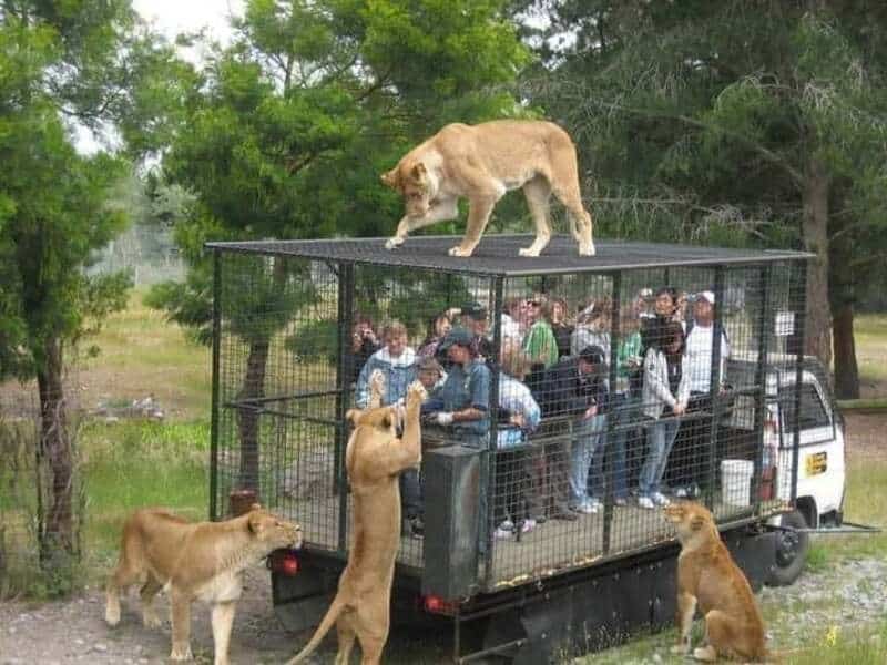 Lions on a truck with a cage, some lions are outside the cage, others are inside.