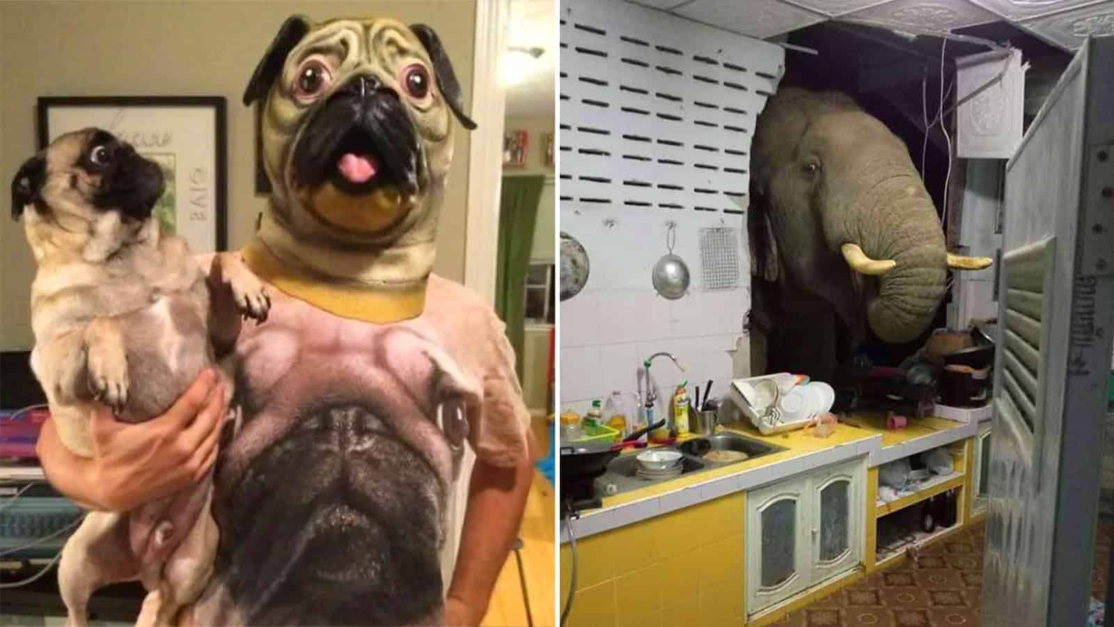 Person in pug costume holding a small dog, with a pug face mask.