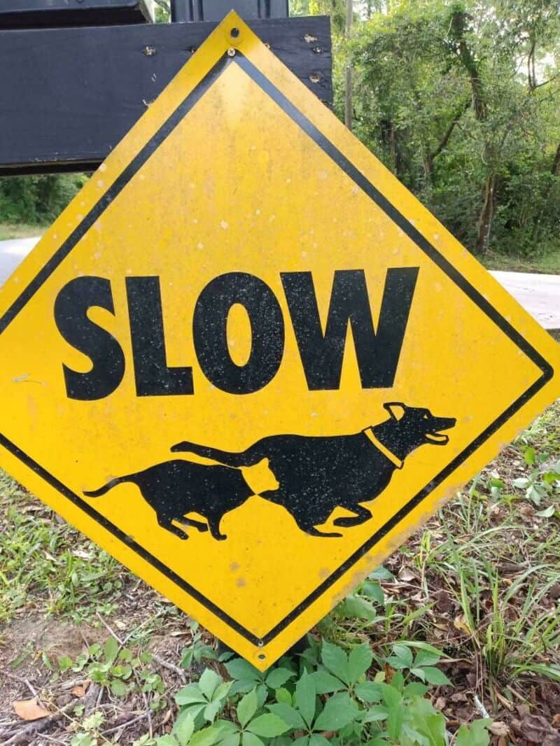 SLOW sign with two dogs running, on a yellow diamond-shaped background.