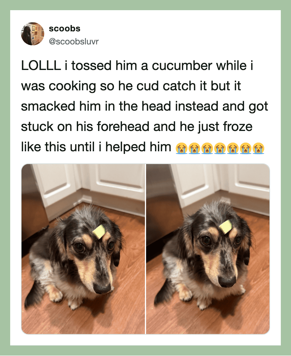 Dog with a cucumber on its forehead, looking sad, in two side-by-side photos.