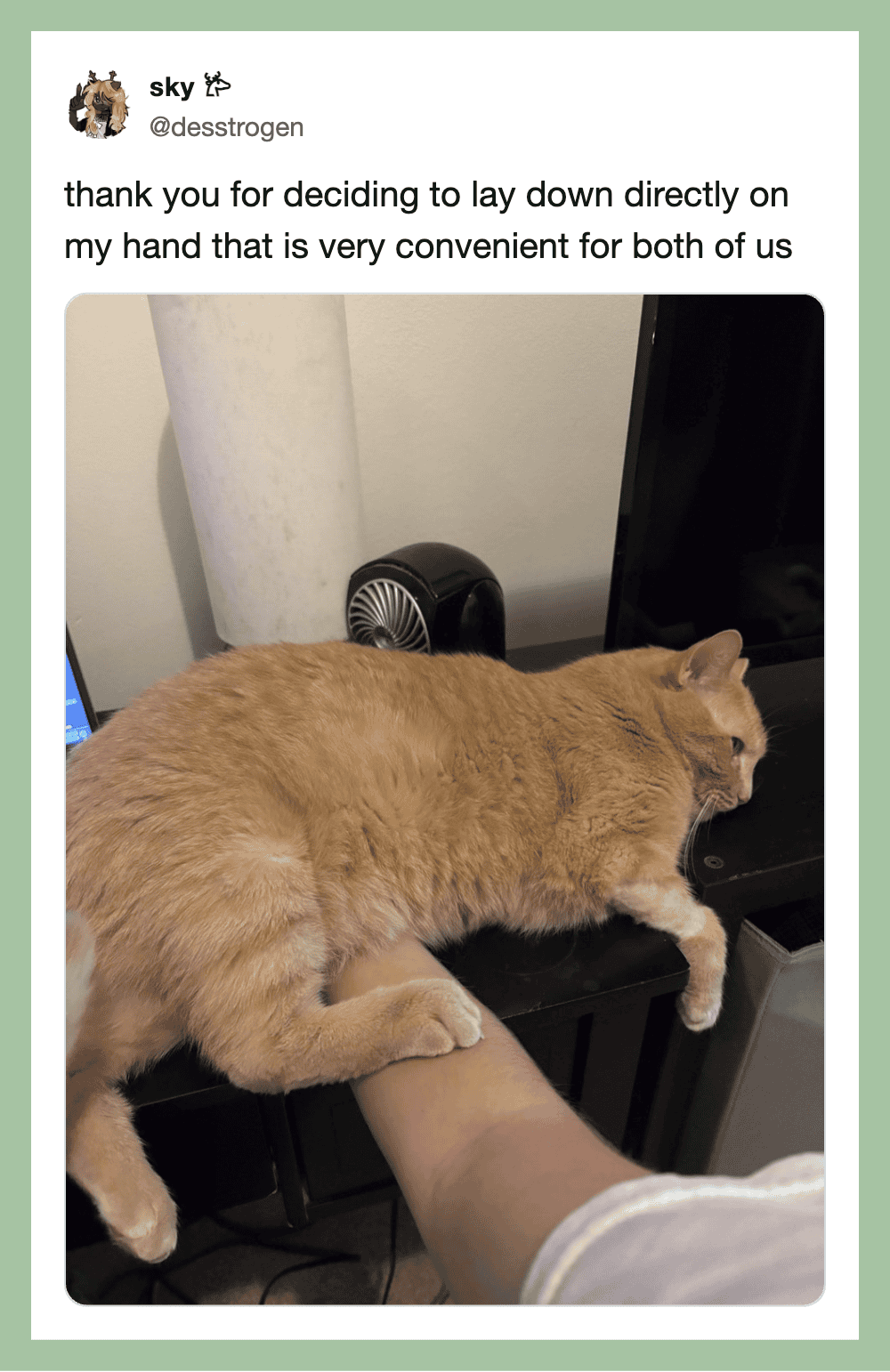 Person's hand holding a ginger cat lying on a desk, with a computer monitor and fan nearby.