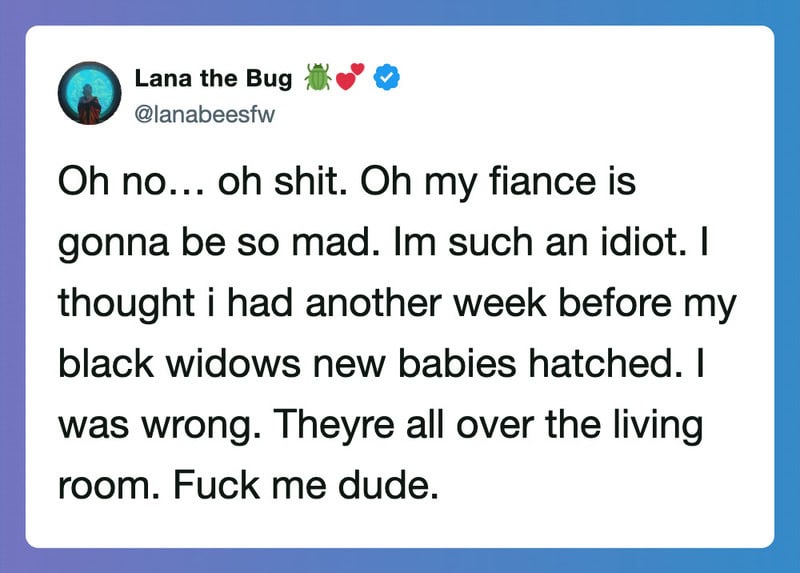 Twitter post by Lana the Bug about her mistake with her black widows' babies.