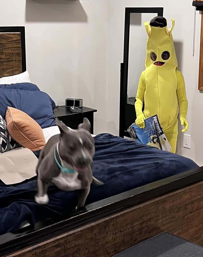 Two people in a bedroom: a dog is jumping on a bed while a person in a yellow banana costume stands近.