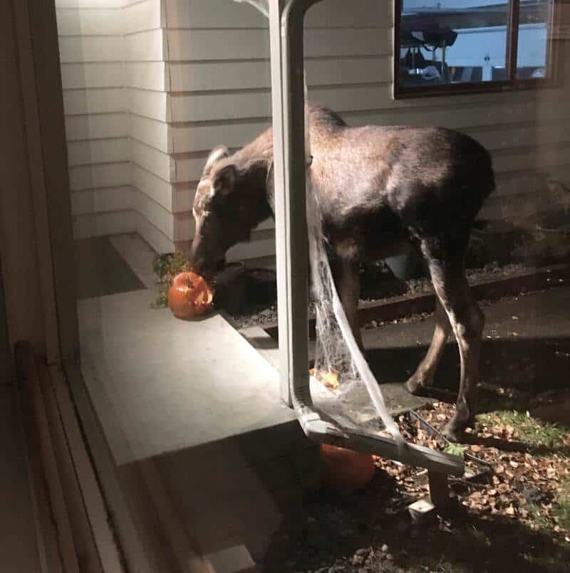 A dog with a pumpkin on a porch, sniffing the pumpkin while leaning on a railing.