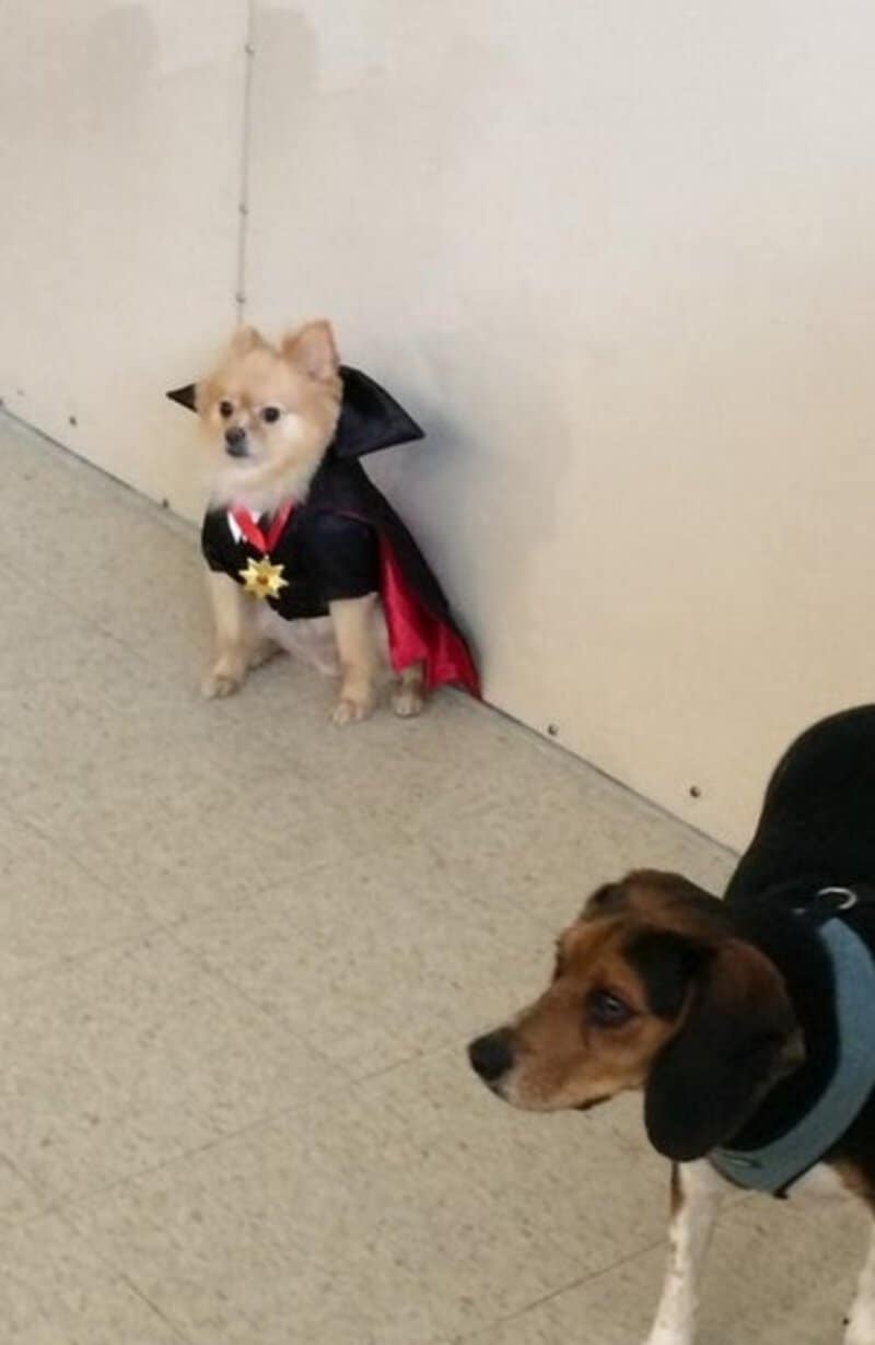 Small tan dog in a magician costume with cape and star badge, sitting against a wall; another larger.