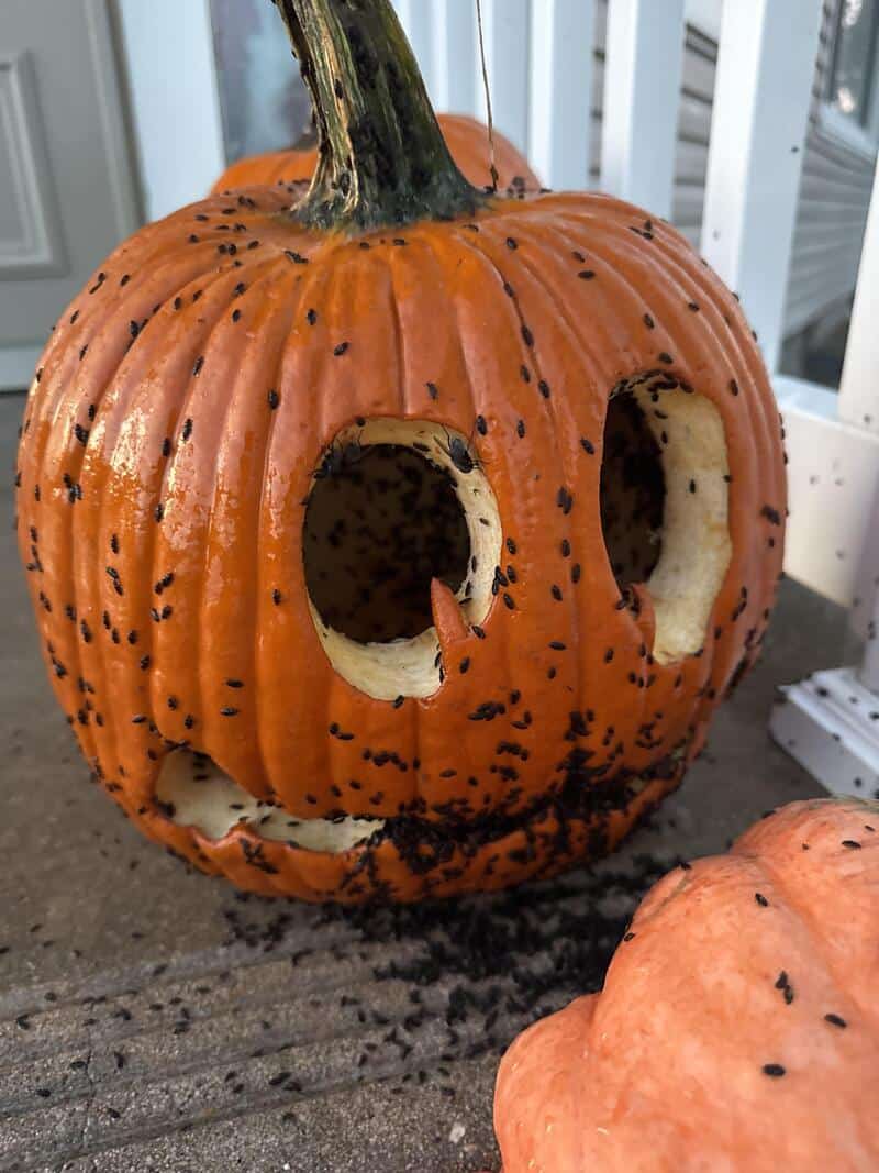 Pumpkin with two large circular eye holes and a dark stem, on a porch with another small pumpkin in.