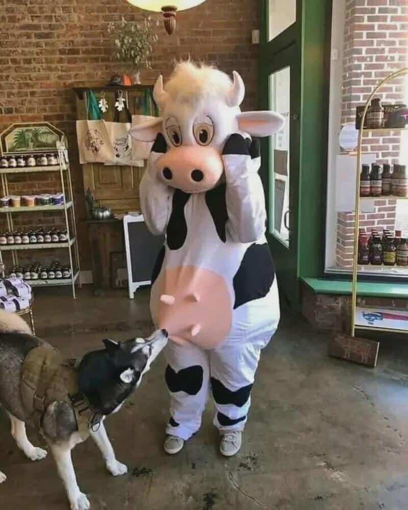 Cow mascot in a shop holding its head with hands, surprised expression, black and white spots.