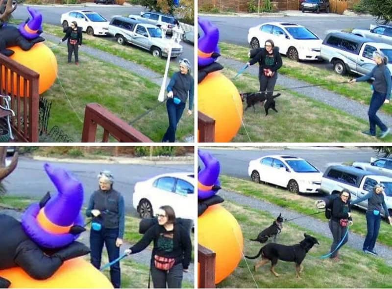 People and dogs near a large inflatable pumpkin with a witch hat during Halloween.