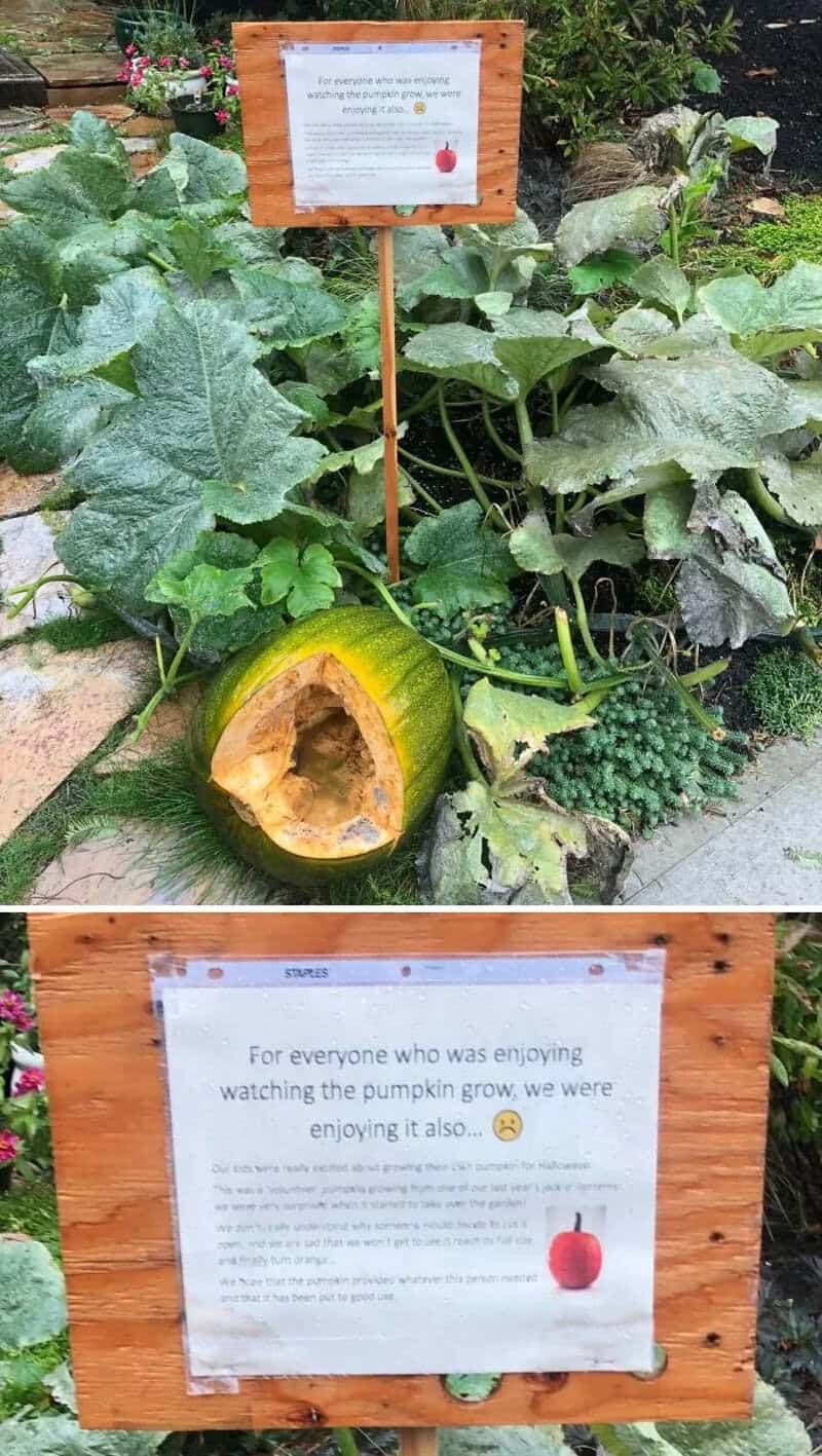 Pumpkin with a carved face and a sign about pumpkin growing.