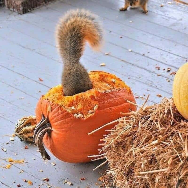 Squirrel with its head inside a pumpkin, with a dog in the background.